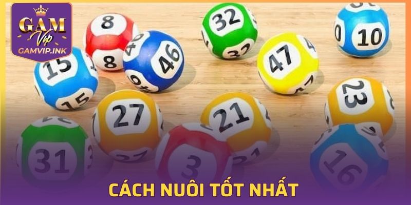 Cách nuôi tốt nhất dành cho người bắt đầu